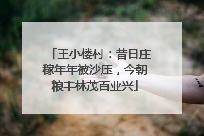 王小楼村：昔日庄稼年年被沙压，今朝粮丰林茂百业兴