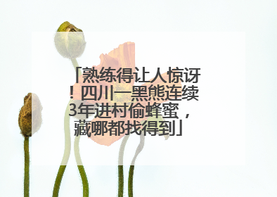 熟练得让人惊讶！四川一黑熊连续3年进村偷蜂蜜，藏哪都找得到
