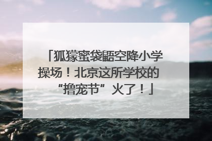 狐獴蜜袋鼯空降小学操场！北京这所学校的“撸宠节”火了！