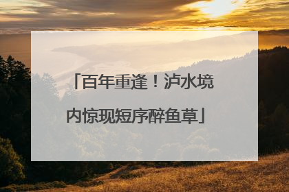 百年重逢！泸水境内惊现短序醉鱼草