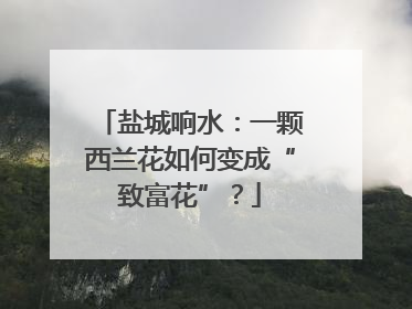 盐城响水：一颗西兰花如何变成“致富花”？
