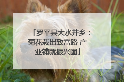 罗平县大水井乡：菊花栽出致富路 产业铺就振兴图