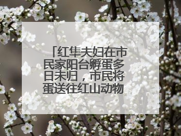红隼夫妇在市民家阳台孵蛋多日未归，市民将蛋送往红山动物园“抢救”