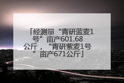 经测量“青研蓝麦1号”亩产601.68公斤，“青研紫麦1号”亩产671公斤