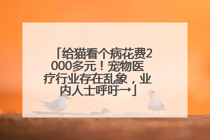 给猫看个病花费2000多元！宠物医疗行业存在乱象，业内人士呼吁→