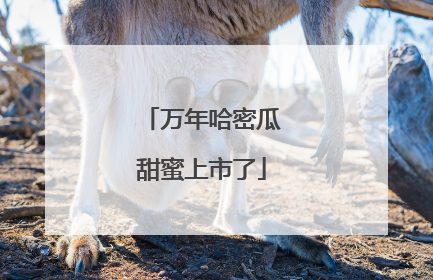 万年哈密瓜甜蜜上市了