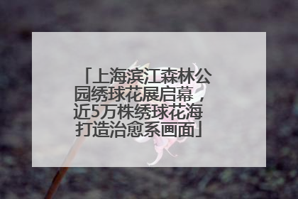 上海滨江森林公园绣球花展启幕，近5万株绣球花海打造治愈系画面