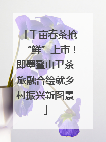 千亩春茶抢“鲜”上市！即墨鳌山卫茶旅融合绘就乡村振兴新图景
