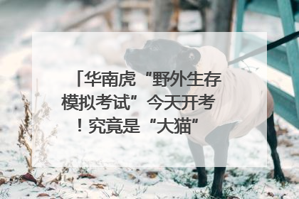 华南虎“野外生存模拟考试”今天开考！究竟是“大猫” 还是顶级猎食者？