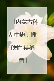 内蒙古科左中旗：插秧忙 待稻香