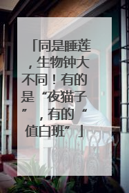 同是睡莲，生物钟大不同！有的是“夜猫子”，有的“值白班”