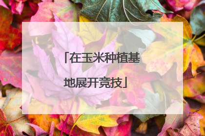 在玉米种植基地展开竞技