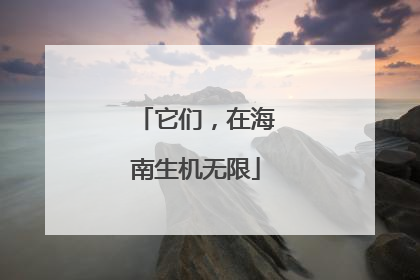 它们，在海南生机无限