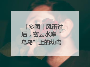 多图｜风雨过后，密云水库“鸟岛”上的幼鸟还好吗？