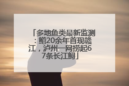 多地鱼类最新监测：鳤20余年首现赣江，泸州一网捞起67条长江鲟