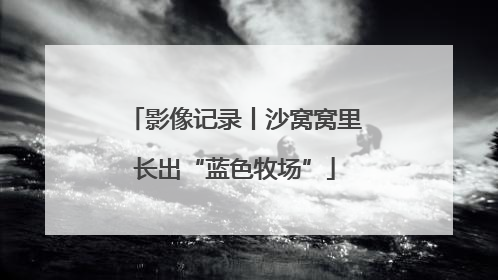 影像记录丨沙窝窝里长出“蓝色牧场”