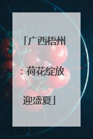 广西梧州：荷花绽放迎盛夏