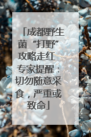 成都野生菌“打野”攻略走红 专家提醒：切勿随意采食，严重或致命