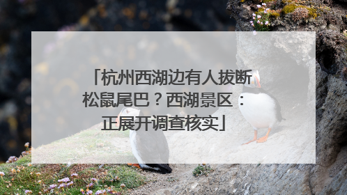 杭州西湖边有人拔断松鼠尾巴？西湖景区：正展开调查核实