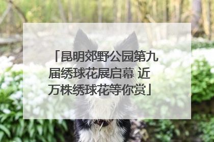 昆明郊野公园第九届绣球花展启幕 近万株绣球花等你赏