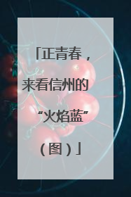 正青春，来看信州的“火焰蓝”（图）