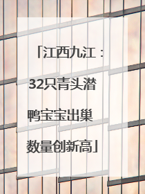 江西九江：32只青头潜鸭宝宝出巢 数量创新高