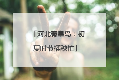 河北秦皇岛：初夏时节插秧忙