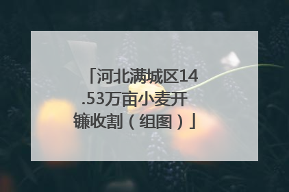 河北满城区14.53万亩小麦开镰收割（组图）