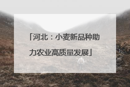 河北：小麦新品种助力农业高质量发展