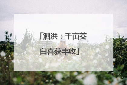 泗洪：千亩茭白喜获丰收