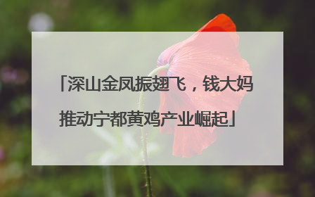 深山金凤振翅飞，钱大妈推动宁都黄鸡产业崛起