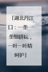 湖北丹江口：一垄一垄细耕耘，一叶一叶精呵护