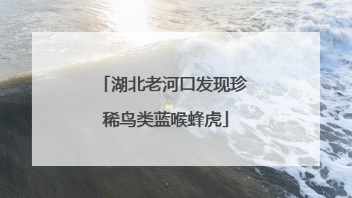 湖北老河口发现珍稀鸟类蓝喉蜂虎