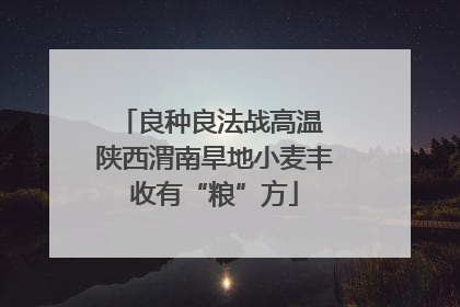 良种良法战高温 陕西渭南旱地小麦丰收有“粮”方