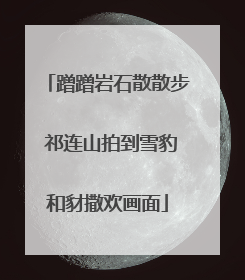 蹭蹭岩石散散步 祁连山拍到雪豹和豺撒欢画面