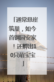 通常悬崖筑巢，如今首钢园安家！还孵出10只萌宝宝