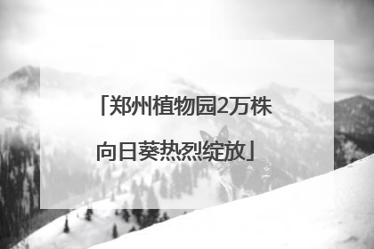 郑州植物园2万株向日葵热烈绽放