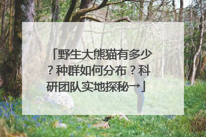 野生大熊猫有多少？种群如何分布？科研团队实地探秘→