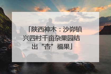 陕西神木：沙峁镇兴四村千亩杂果园结出“杏”福果