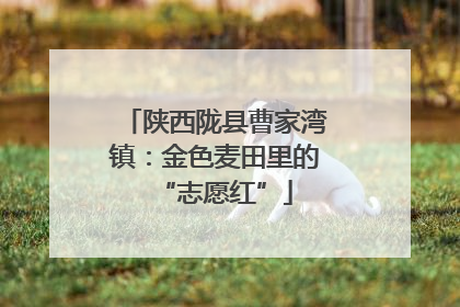 陕西陇县曹家湾镇：金色麦田里的“志愿红”