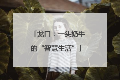 龙口：一头奶牛的“智慧生活”
