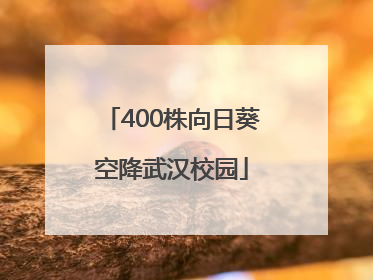 400株向日葵空降武汉校园